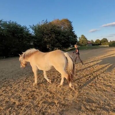 EquiKonzept Claudia Gerber - Pferdetraining LAD - Longieren als Dialog - Longieren auf dem Platz
