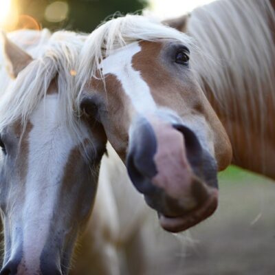 EquiKonzept Claudia Gerber Pferdetherapie & Training - 2 Pferde schauen in die Kamera