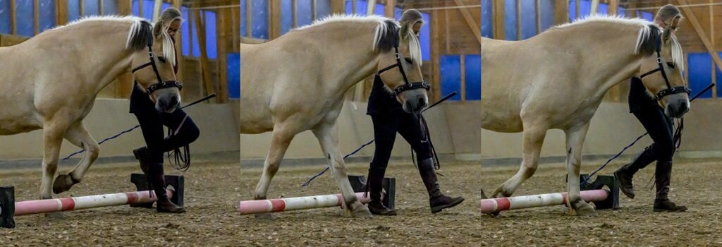 Pferdetraining, Physio und Osteo Pferd - Equikonzept Claudia Gerber - Stangentraining