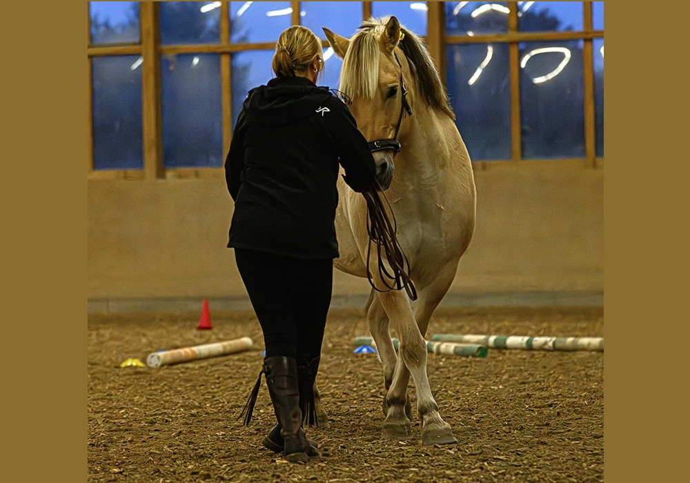 Equikonzept Claudia Gerber - Pferdetraining am Kappzaum an der Hand