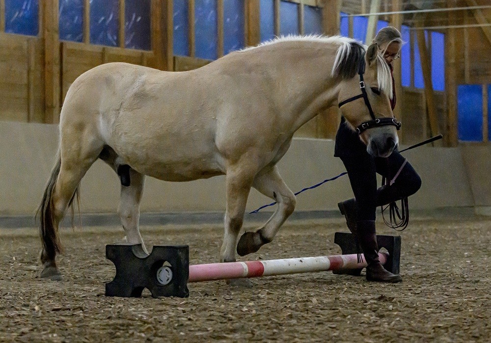 Equikonzept Pferdetherapie und Training - Stangentraining Pferd mit Claudia Gerber und Fjordpferd