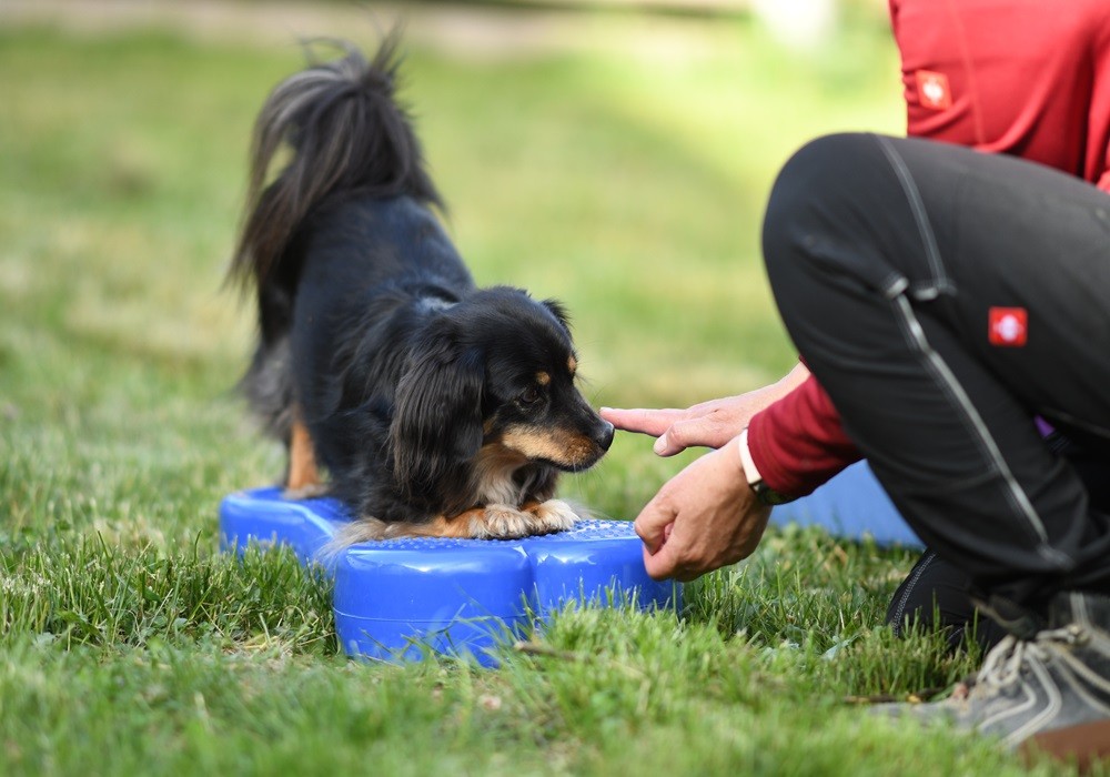 Tiertherapie Gerber - Therapie und Training für Hunde in 64560 Riedstadt-2